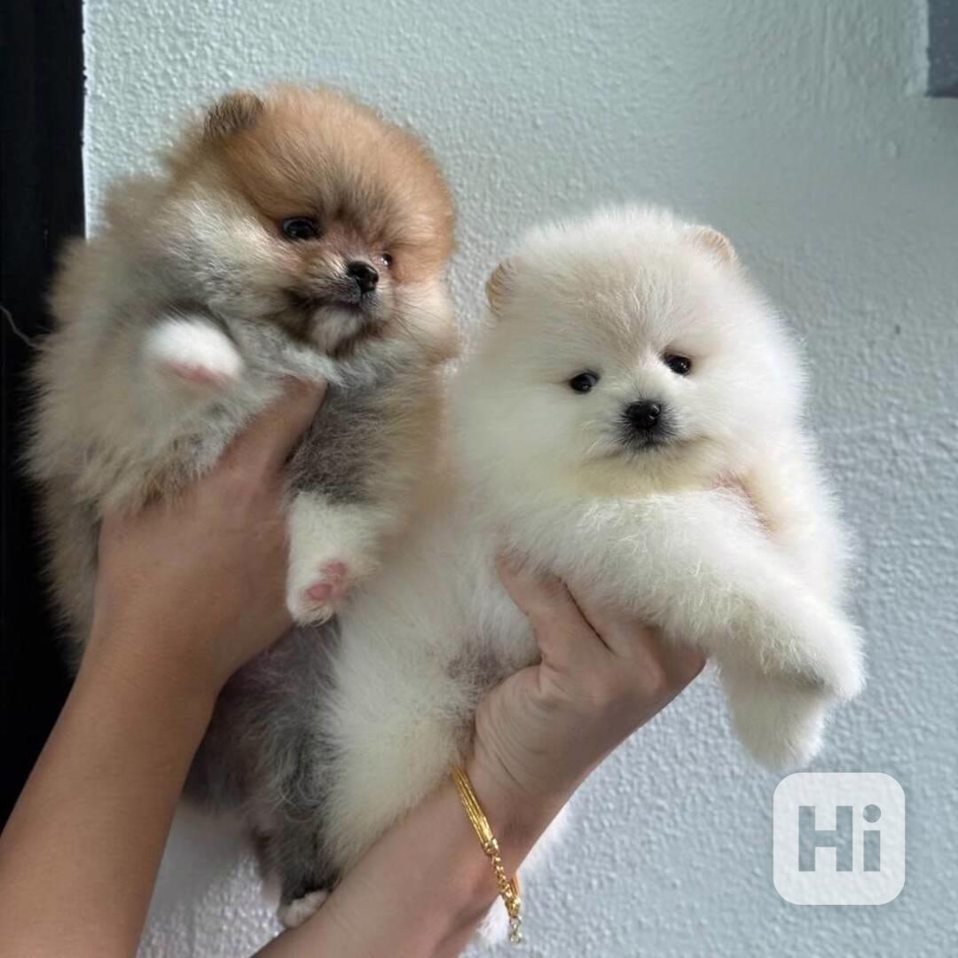 Krásná štěňata pomeranského - foto 1