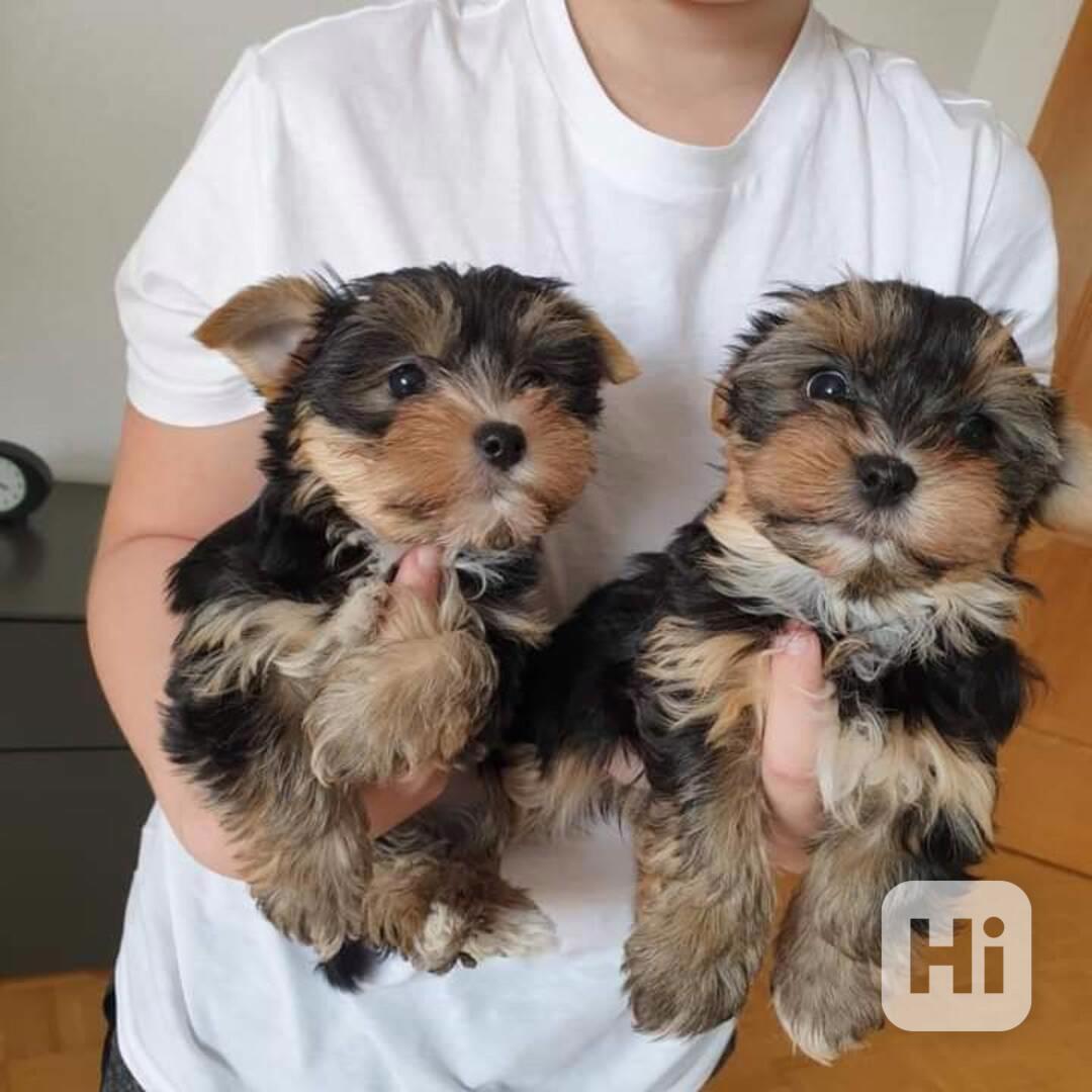 Dárek zdarma Dvě štěňata Yorkie k adopci zdarma - foto 1