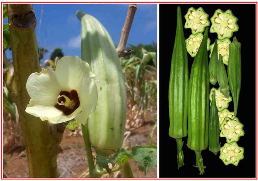 IBIŠKOVEC JEDLÝ - OKRA - SEMENA - foto 1