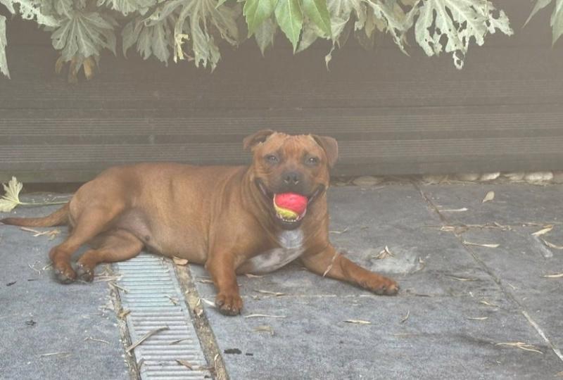 ŠTĚŇATA STAFFORDSHIRSKÉHO BULL TERIÉRA REGISTROVANÁ V KC - foto 3