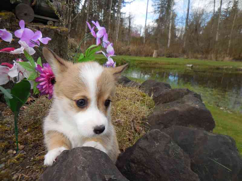 Štěňata velšského corgi pembroke k dispozici - foto 1