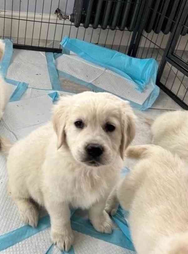 Zdravá štěňata zlatého retrívra jsou nyní k dispozici - foto 2