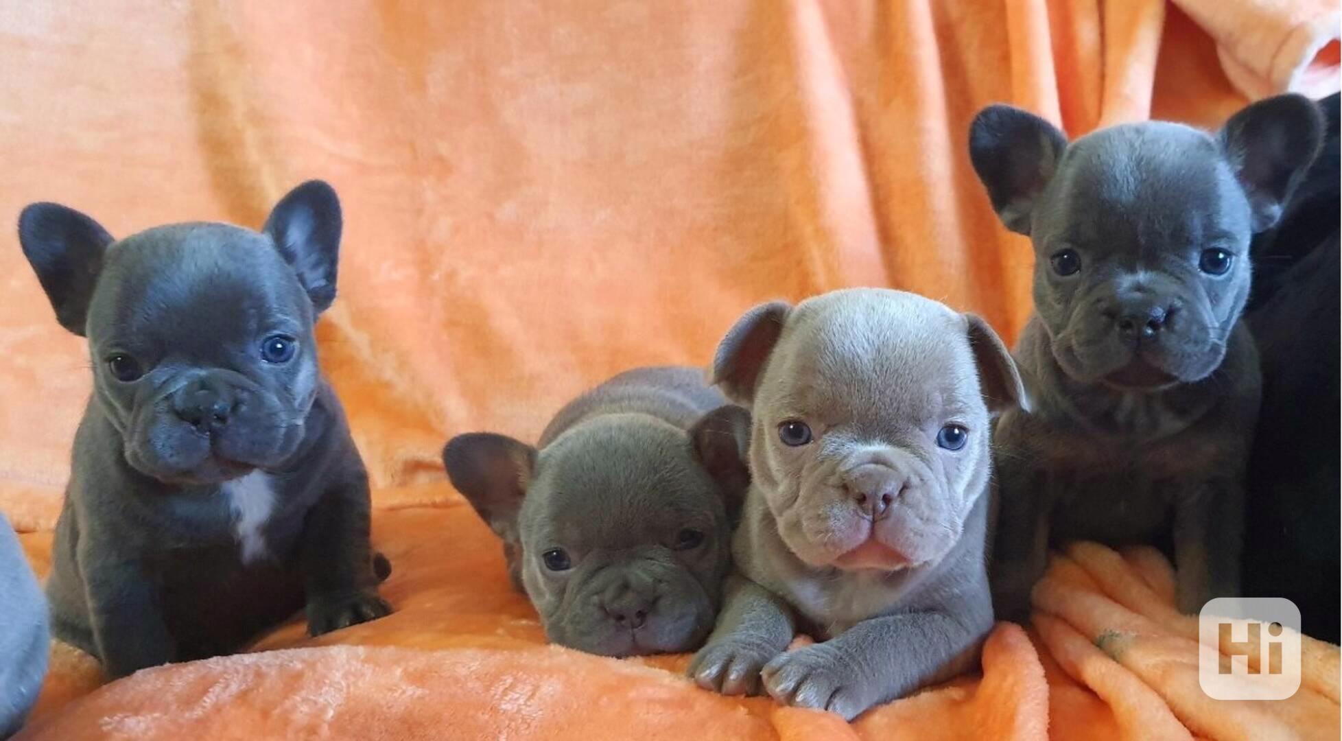Francouzská buldok štěňata - foto 1