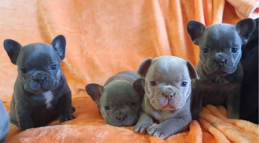Francouzská buldok štěňata - foto 1