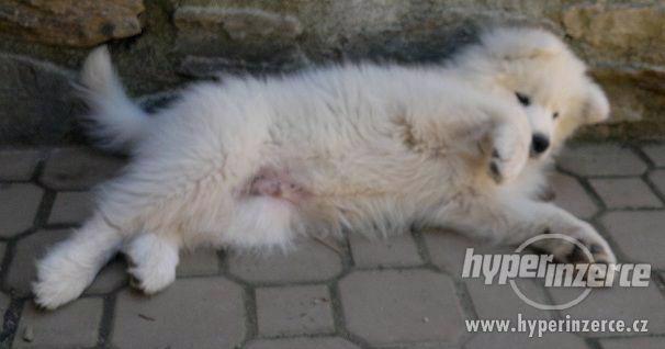 Prodám štěně SAMOJEDA - foto 3