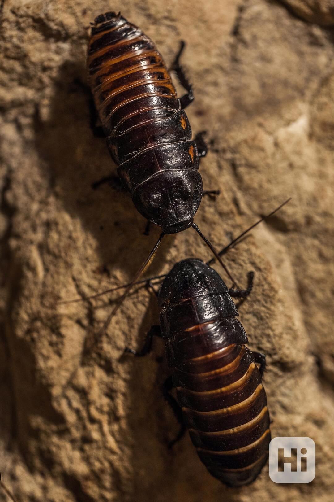 Šváb madagaskarský - foto 1