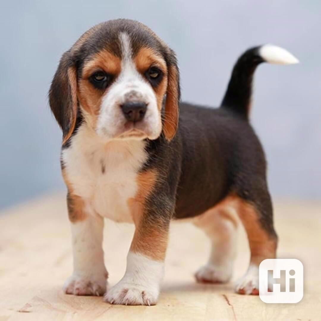 Štěňata bígla k adopci - foto 1