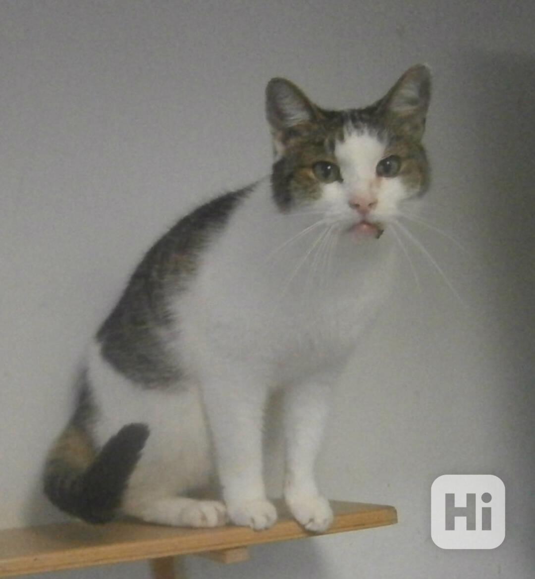 Milý, komunikativní bílomourovaný Oliver,  7-8letý,  - foto 1