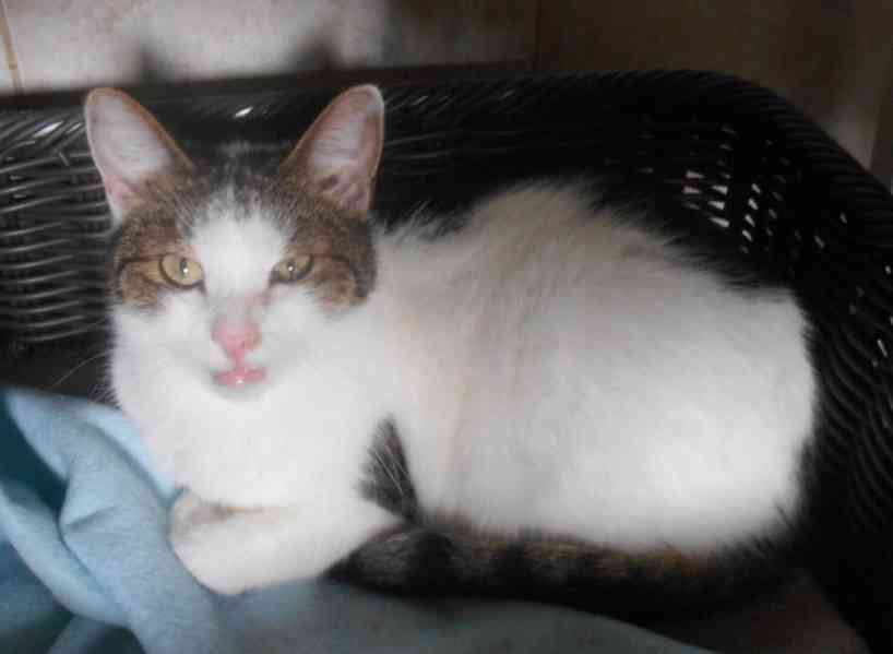 Milý, komunikativní bílomourovaný Oliver,  7-8letý,  - foto 2