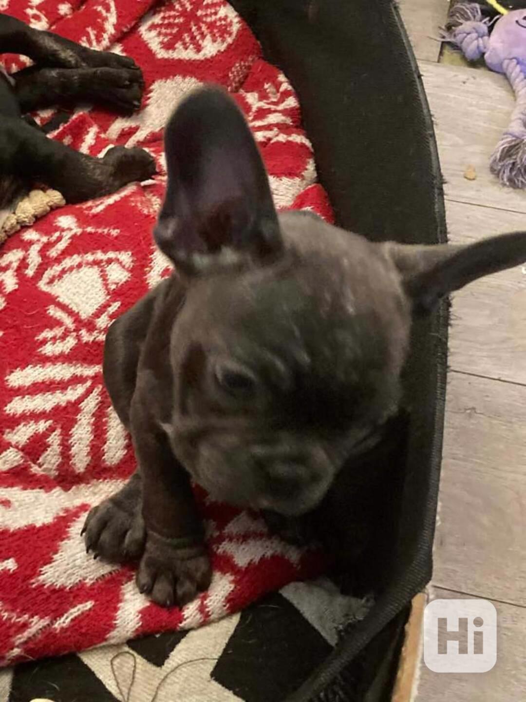 Štěňátka francouzských buldočků s PP FCI - foto 1