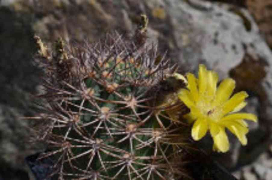 Kaktus Acanthocalycium brevispinum P 42 Rio Santa Maria Bale - foto 1