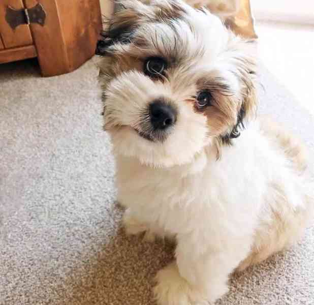 štěňata mini Shih Tzu - foto 1