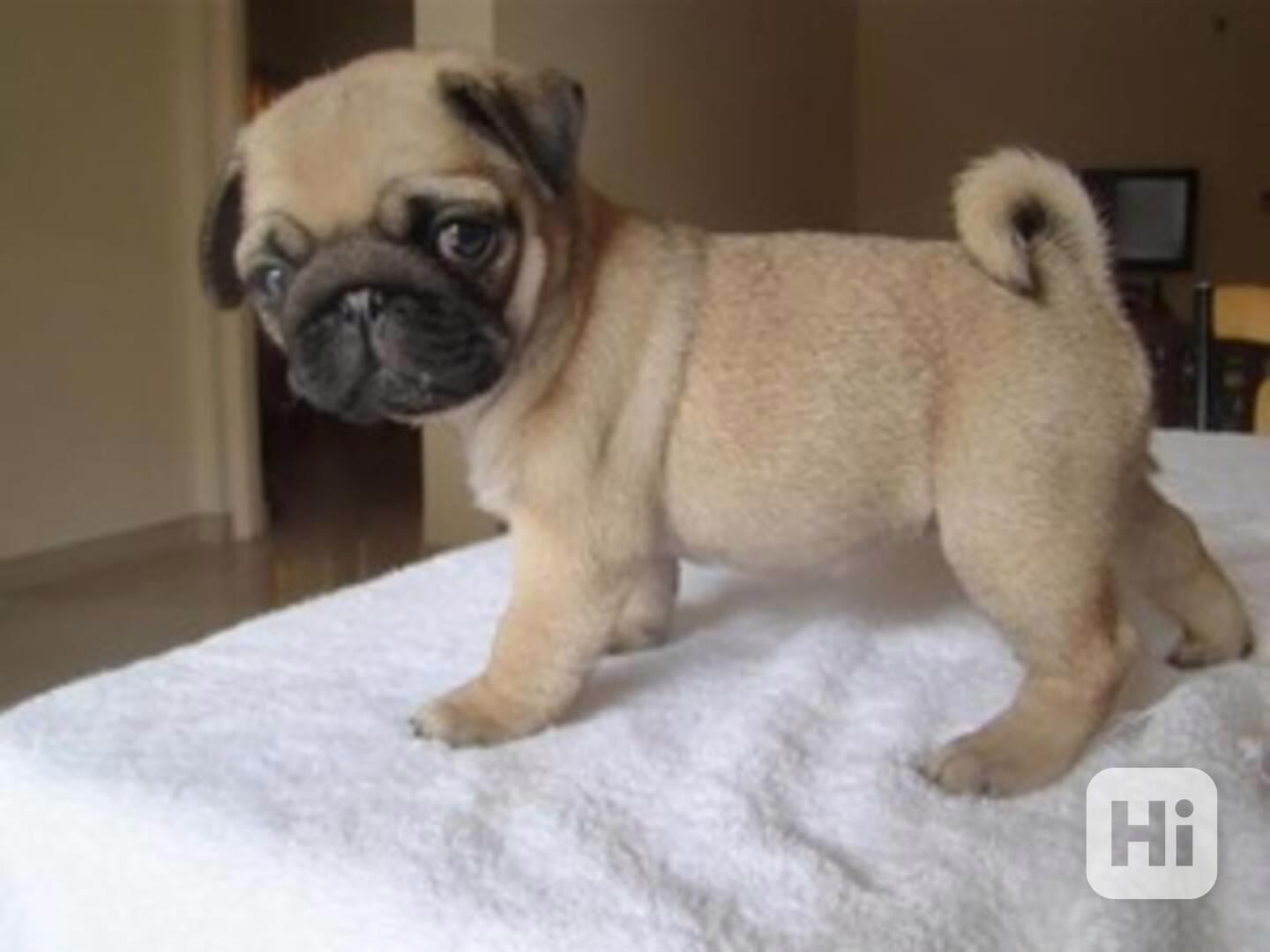 Nádherná štěňata mopse, pejsek a fenka - foto 1