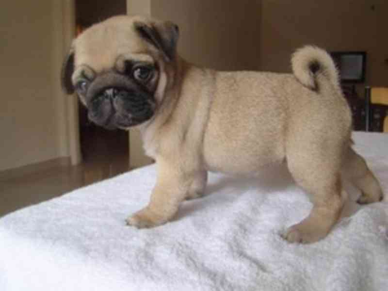 Nádherná štěňata mopse, pejsek a fenka - foto 1