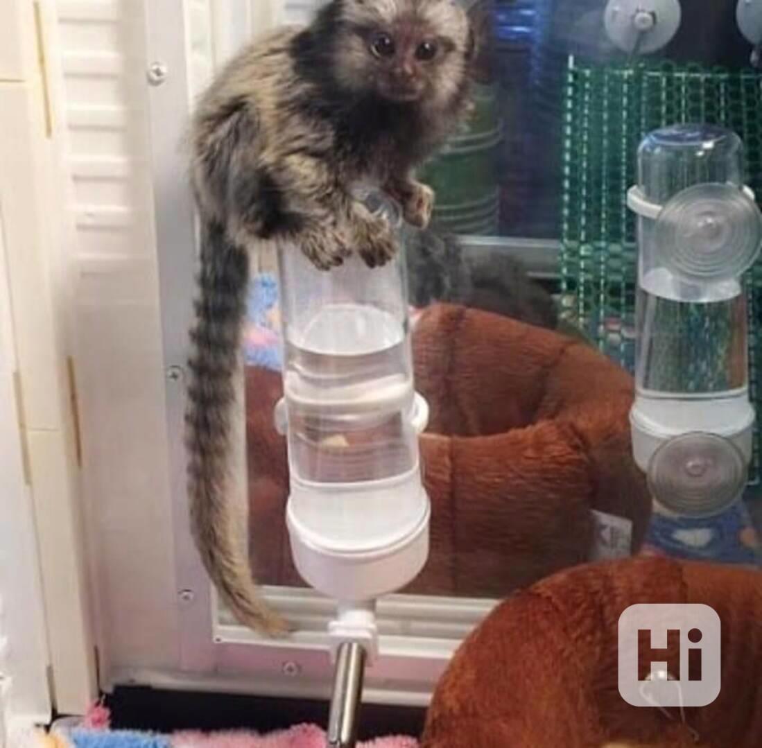 Opice kapucínky, veverky, pavouci a kosmani - foto 1