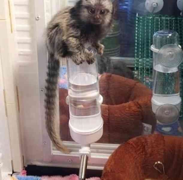 Opice kapucínky, veverky, pavouci a kosmani - foto 1