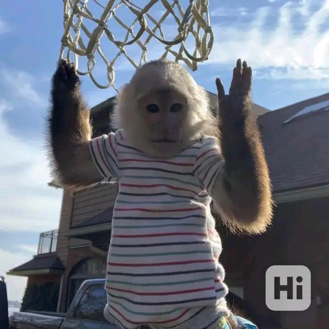  Mládě kapucína žravého na plody  - foto 1