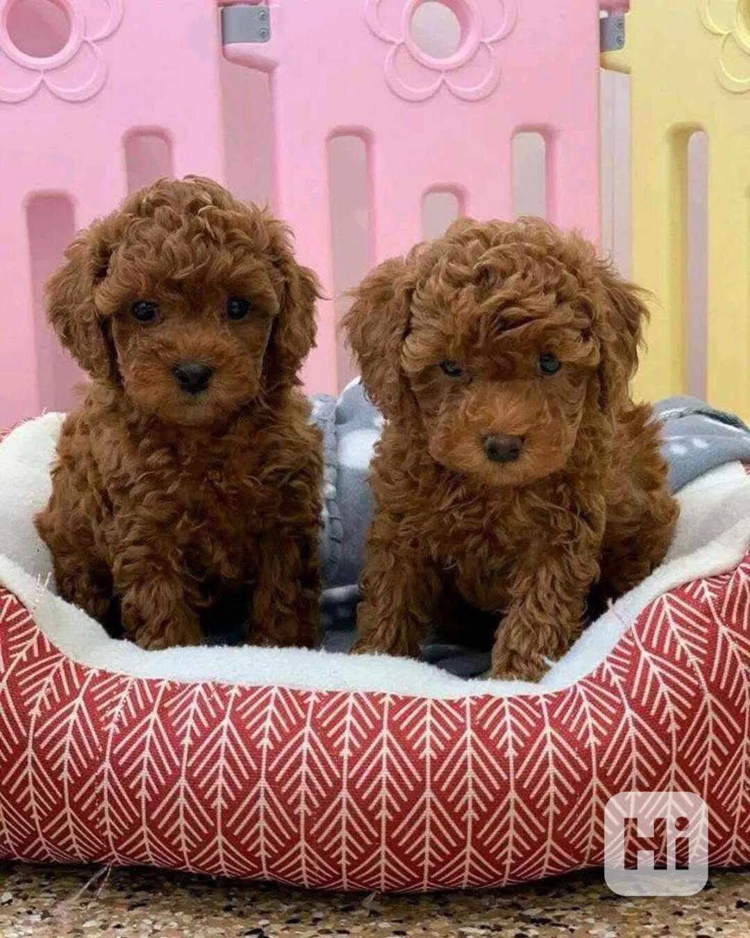 štěňátka pudl k adopci zdarma - foto 1