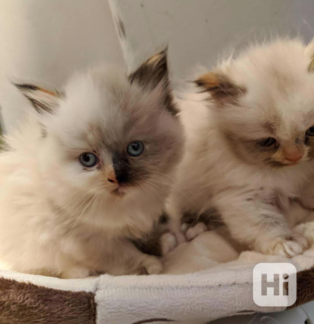 Kotátko ragdoll k dispozici   - foto 1