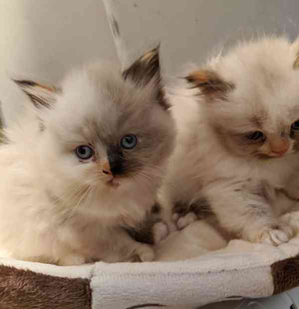 Kotátko ragdoll k dispozici   - foto 1