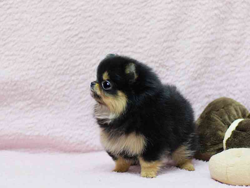 Prodám štěňátka německý špic trpasličí (pomeranian) - foto 1