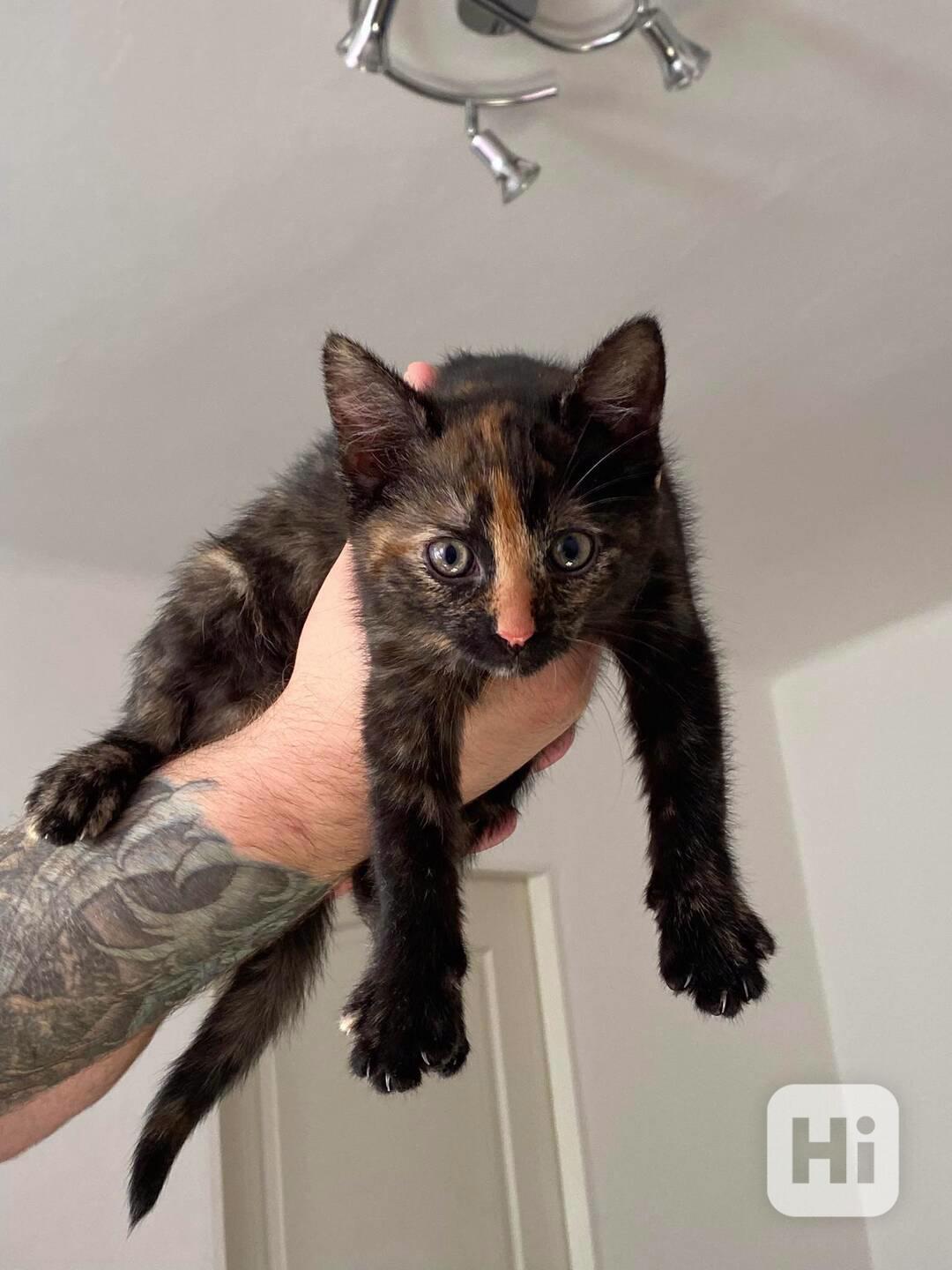 darujeme kotátko 3 měsíce stará, odčervená a odblešená - foto 1