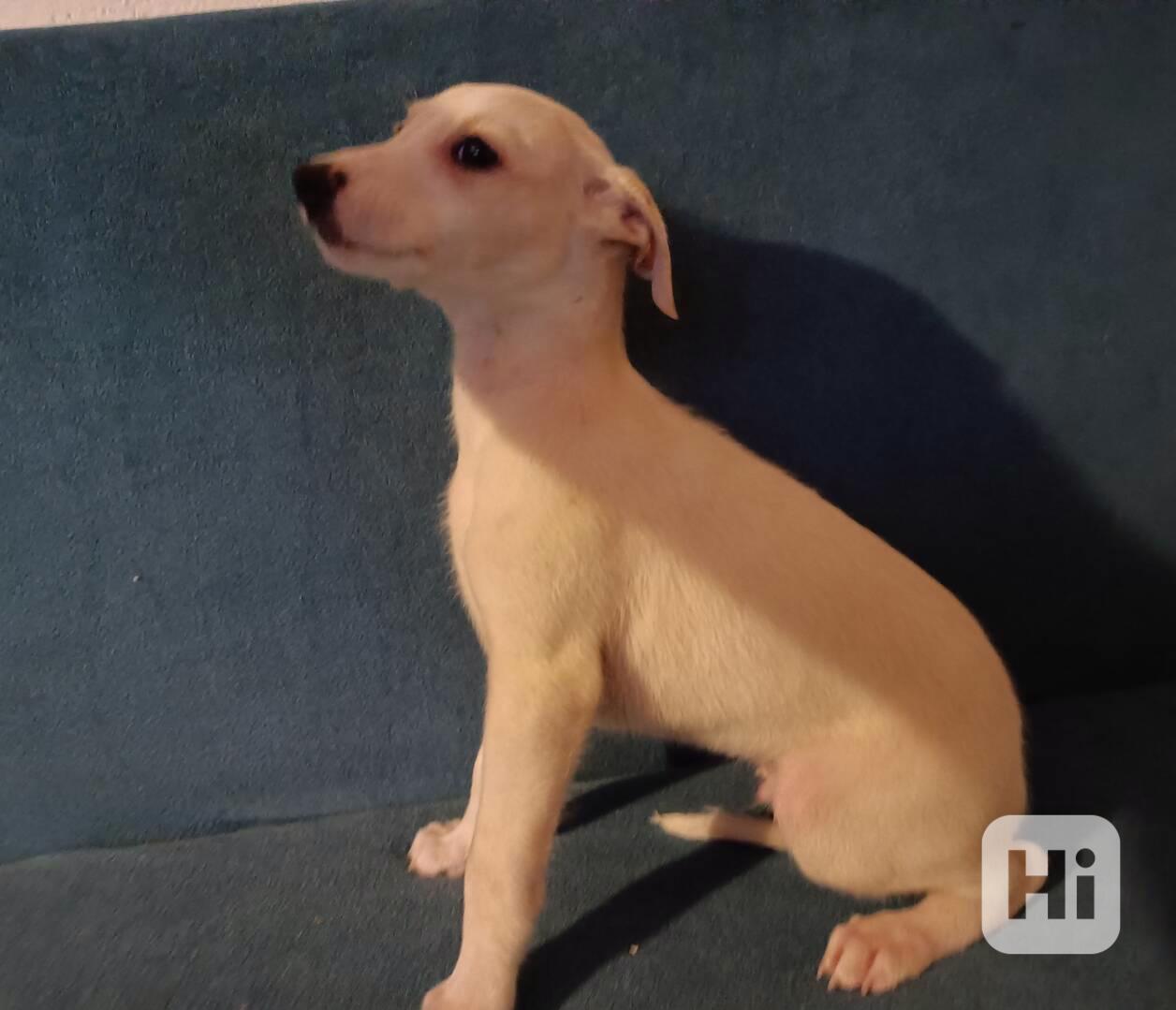 Whippet /Vipet/ - štěňata bez pp - foto 1