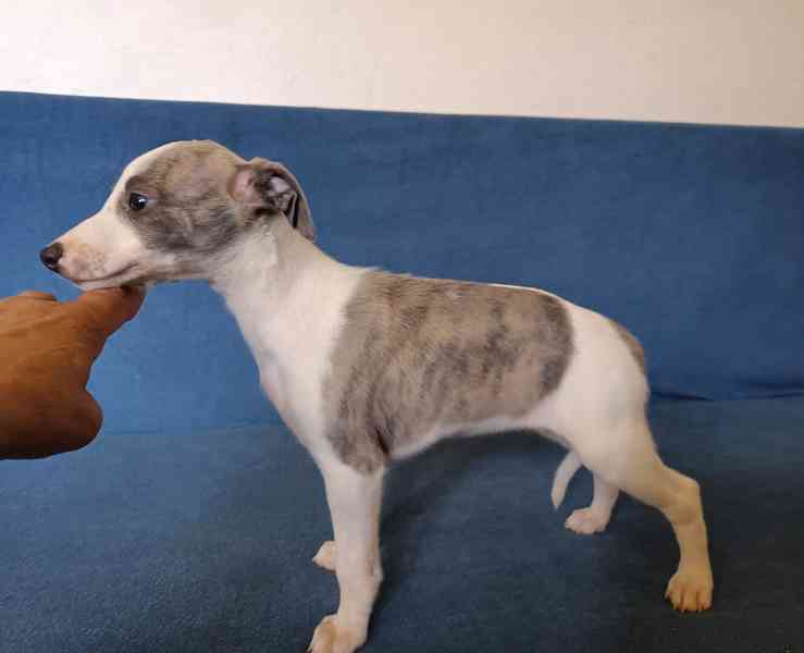 Whippet /Vipet/ - štěňata bez pp - foto 5