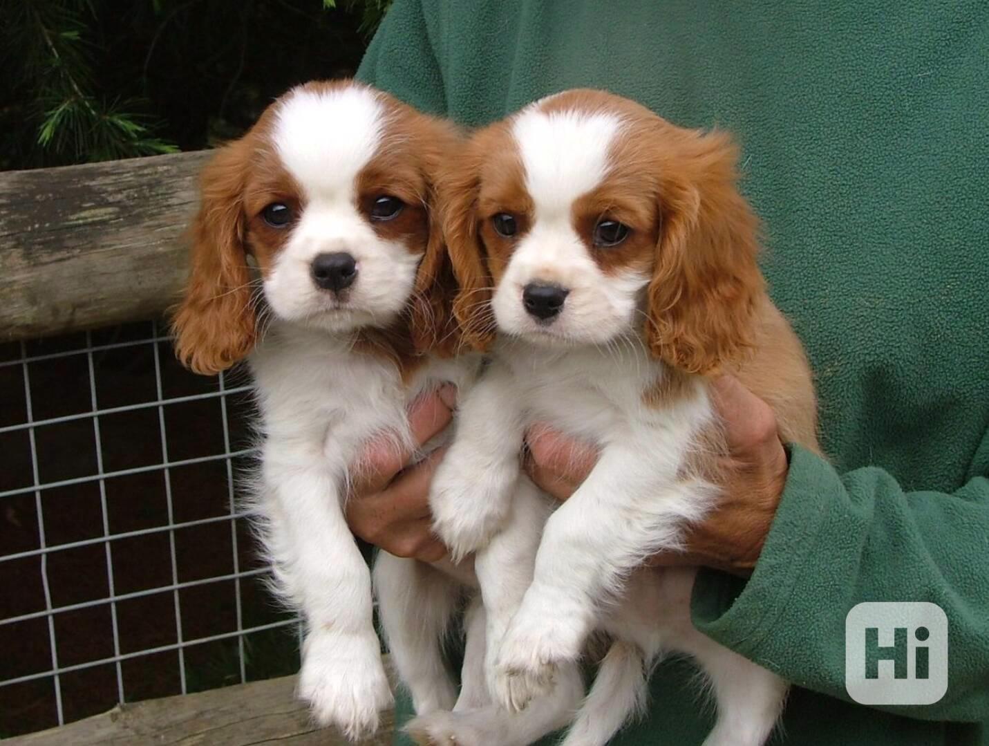 Volná štěňata kavalír King Charles španěl k adopci ,, - foto 1