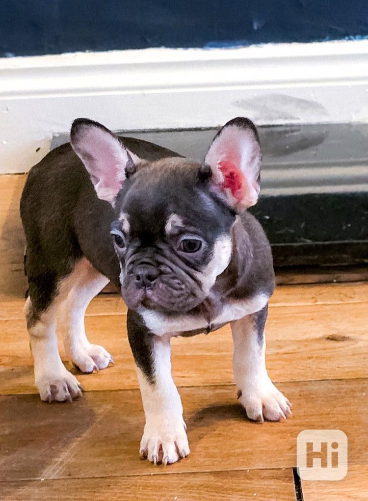 Štěňata francouzského buldoka k dispozici - foto 1