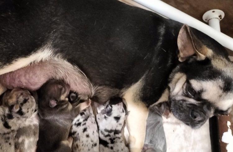 Štěňata francouzského buldoka k dispozici - foto 2