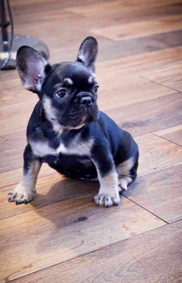 Štěňata francouzského buldoka k dispozici - foto 3