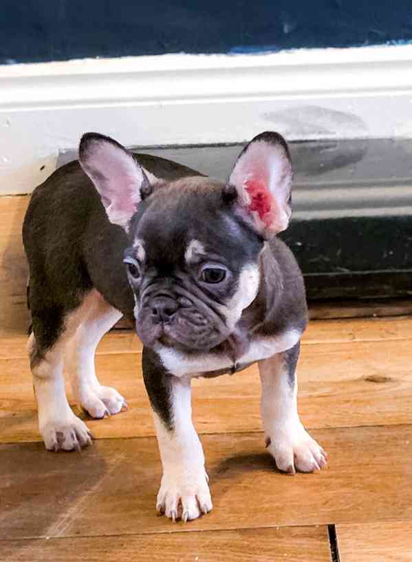 Štěňata francouzského buldoka k dispozici