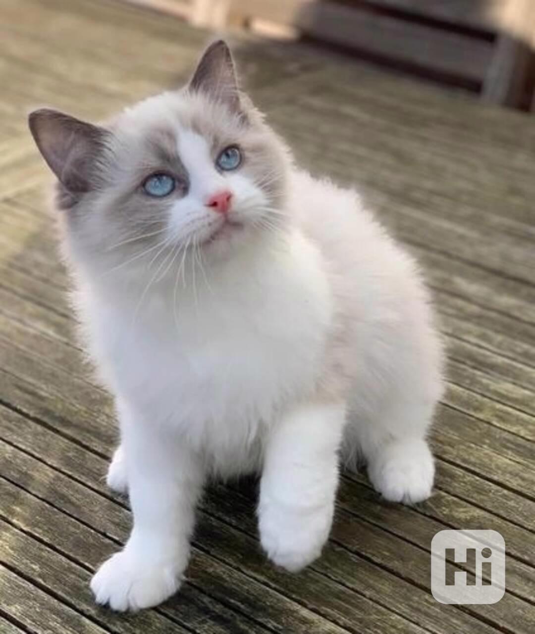 okouzlující koťátka plemene Ragdoll hledají nové členy - foto 1