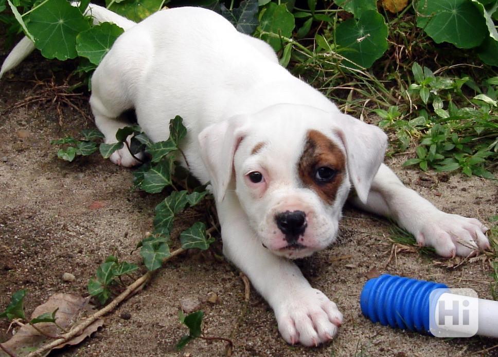Štěňata amerického buldoka - foto 1