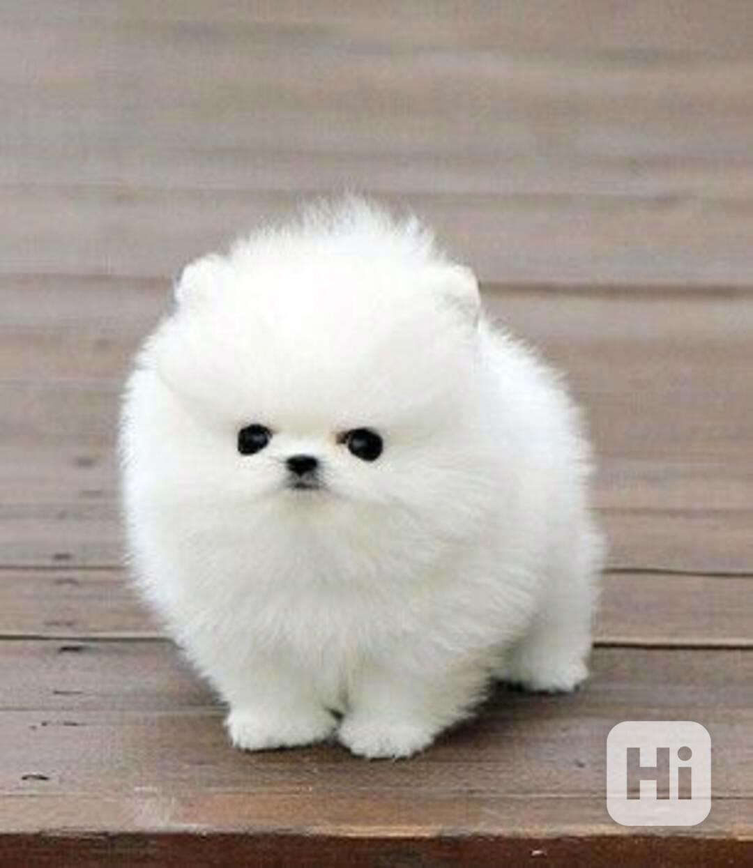 Německý špic trpasličí (Pomeranian) Štěňátka - foto 1