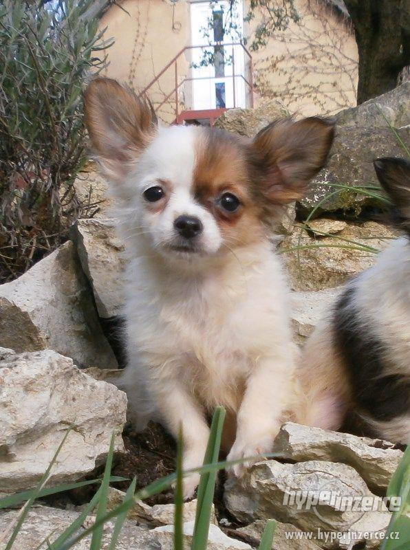 čivava  dlouhosrstá s PP - foto 1