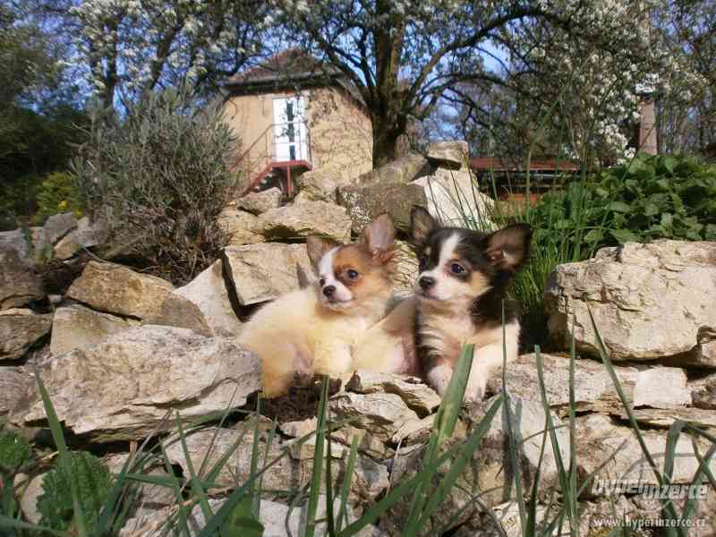 čivava  dlouhosrstá s PP - foto 2