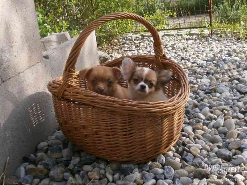 čivava  dlouhosrstá s PP - foto 3