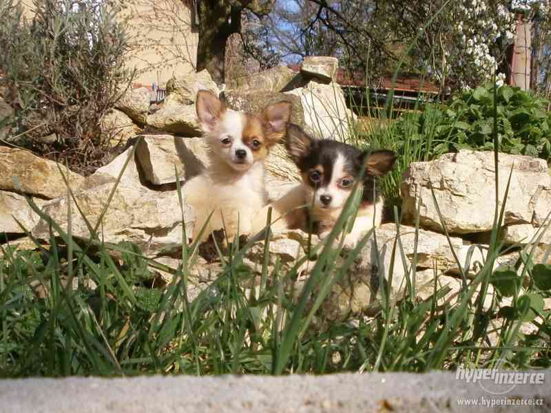 čivava  dlouhosrstá s PP - foto 4