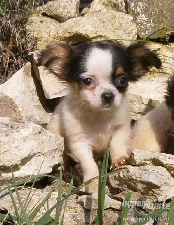 čivava  dlouhosrstá s PP - foto 5