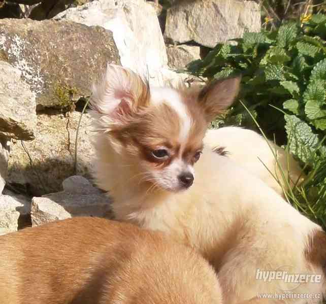 čivava  dlouhosrstá s PP - foto 6