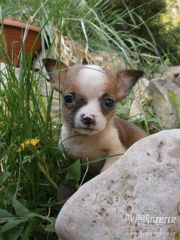 čivava  dlouhosrstá s PP - foto 7