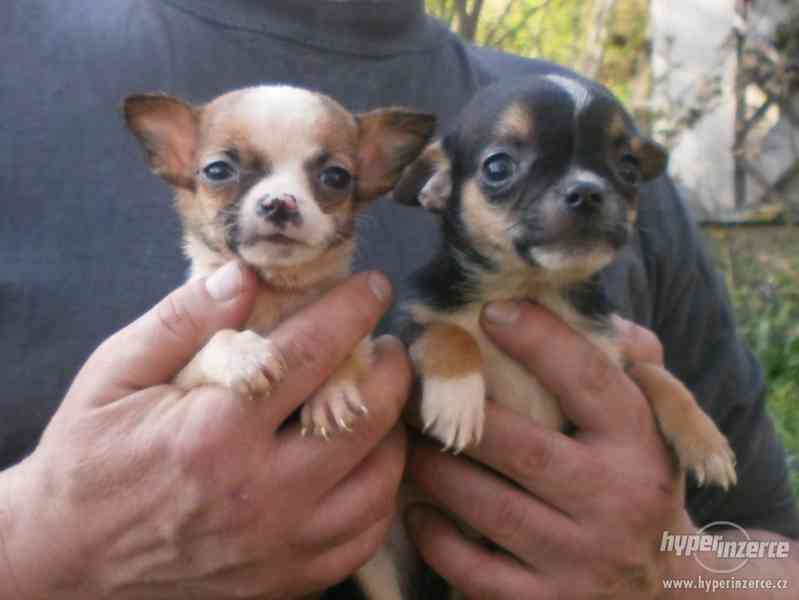 čivava  dlouhosrstá s PP - foto 8