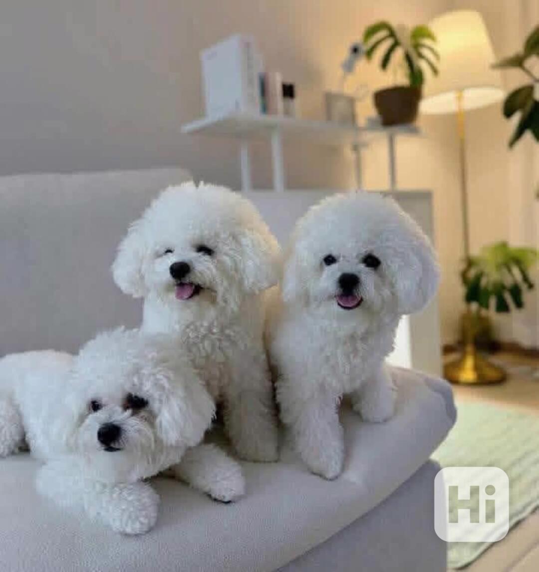 Štěňata bišon frise na prodej - foto 1