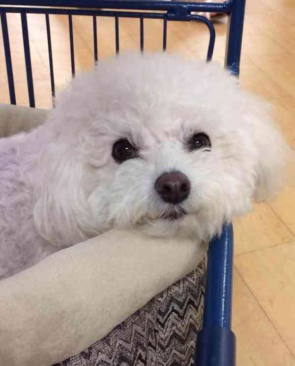 Štěňata bišon frise na prodej - foto 3