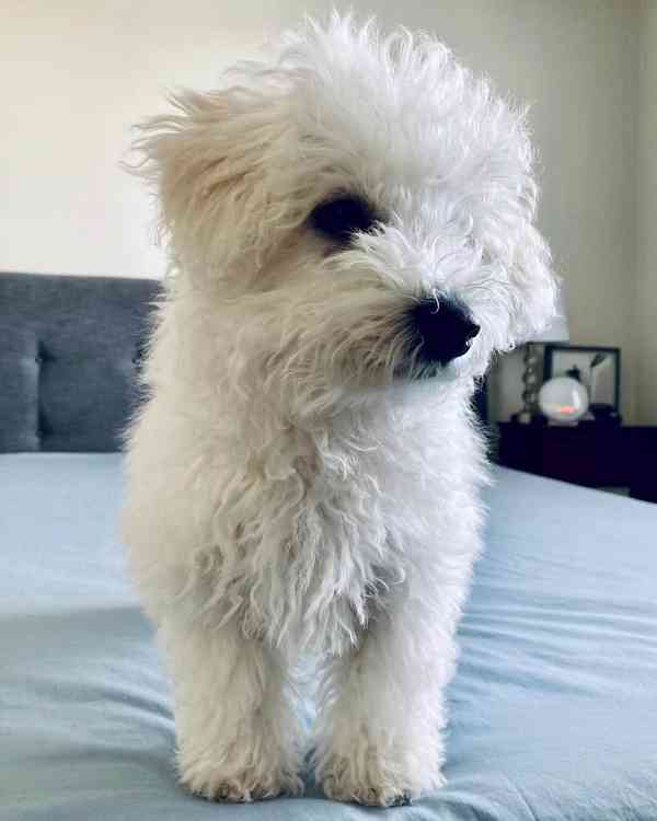 Štěňata bišon frise na prodej - foto 2