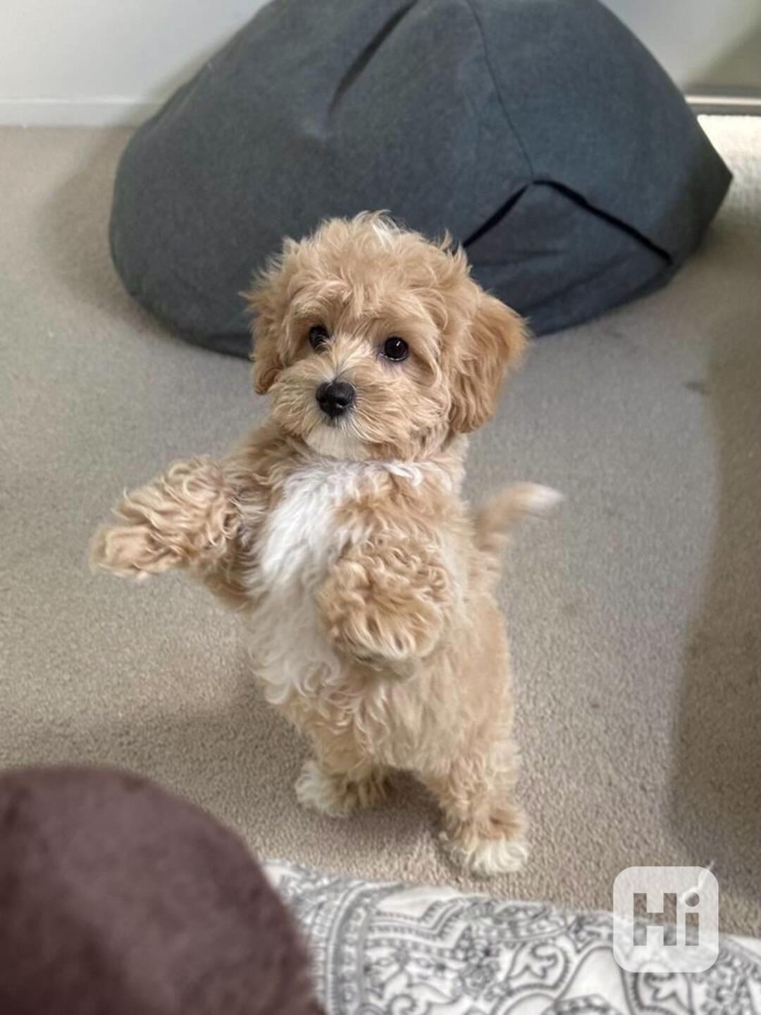 Máme na prodej štěňátka Maltipoo. - foto 1