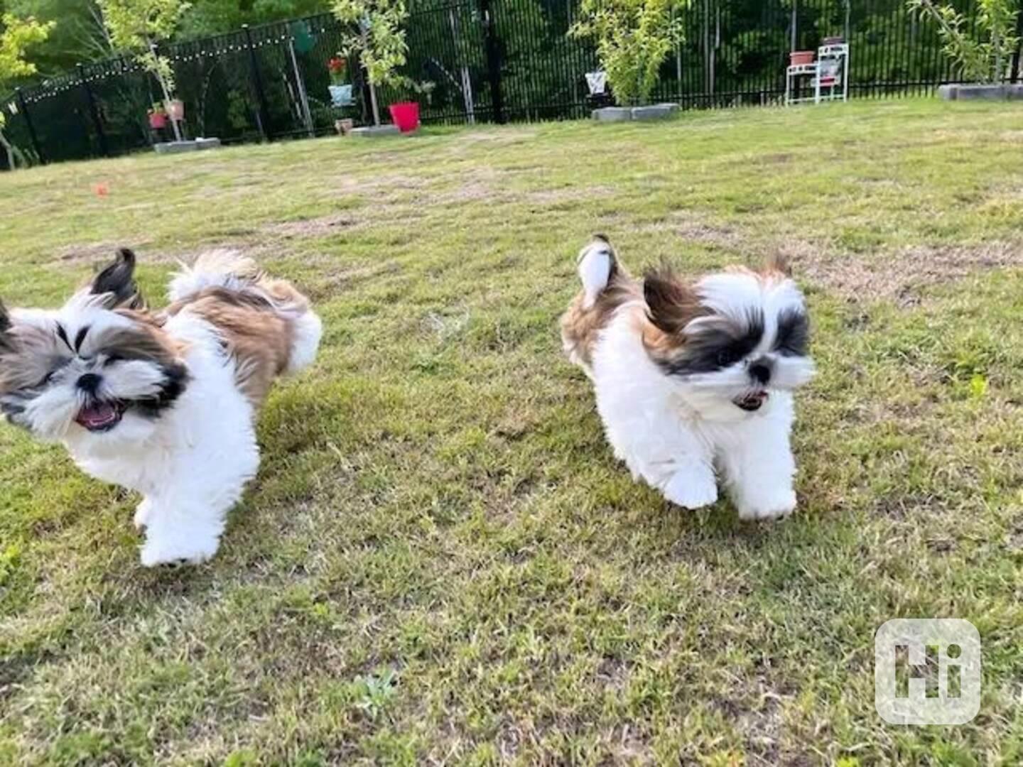 Shih-tzu s PP - foto 1