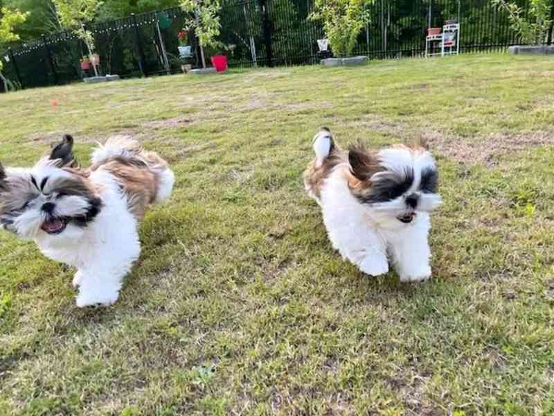 Shih-tzu s PP